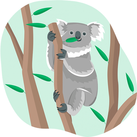 koala eating eucalyptus leaves on a branch